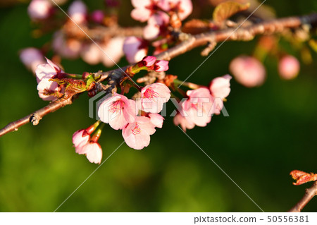 Photographing the scenery where the sunrise hits the Chishima cherry blossoms of Hokkaido Morimachi Onishi Park 50556381