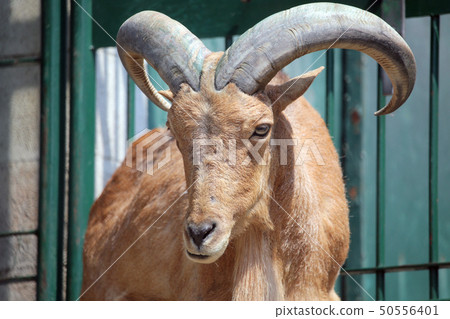 Burberry sheep - Stock Photo [50556401] - PIXTA