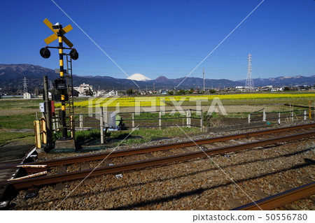 March Odawara 106 Mt. Fuji和Mt. Ayano的油菜田和油菜花節 50556780