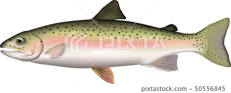 虹鱒魚圖真實的一面（真實的） 50556845