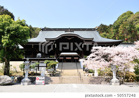 近江神宮和櫻花 近江神宮和櫻花 50557248
