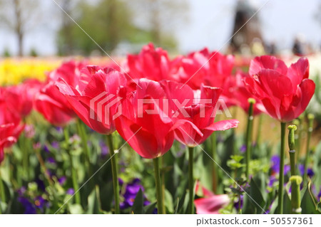 Pink tulips in Akebono mountain farm park 50557361