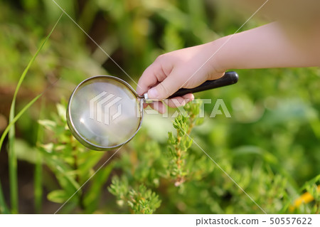 Kid exploring nature with magnifying glass. Kid exploring nature with magnifying glass. 50557622