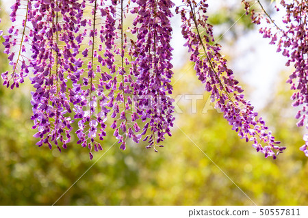Bamboo forest and wisteria flowers swaying in the wind 50557811