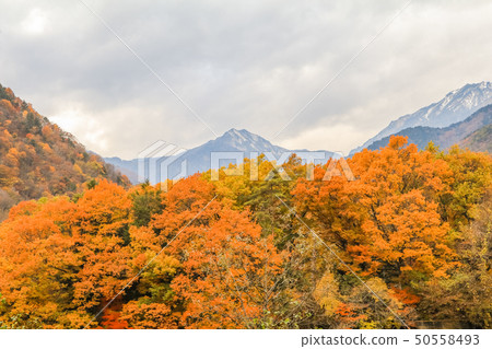 Beautiful autumn leaves of Takase in omachi Beautiful autumn leaves of Takase in omachi 50558493