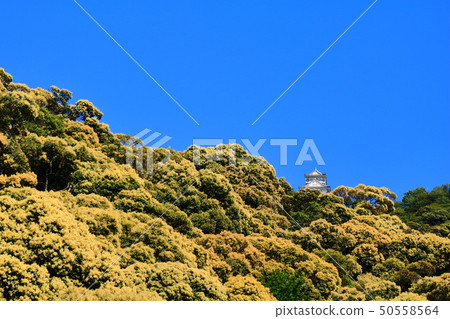 Gifu Gifu Castle and Kinburayama Tsuburajii 50558564