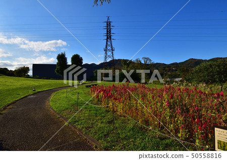 Tsukui Lake Joyama Park × Landscape × Flowering Area Tsukui Lake Joyama Park × Landscape × Flowering Area 50558816
