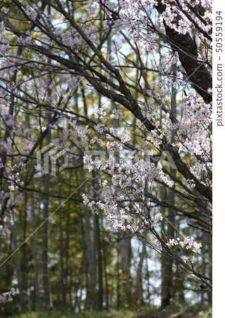 Coohigan Sakura Coohigan Sakura 50559194