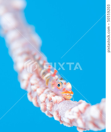 Goby Goby 50559203