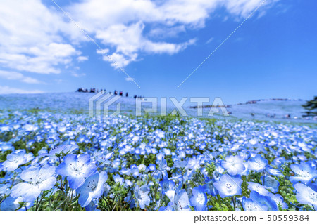 Nemophila of Ibaraki prefecture government-run Hitachi beach park in full bloom 50559384