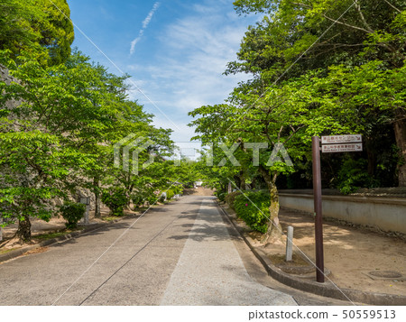 新鮮的綠色津山城堡廢墟 50559513