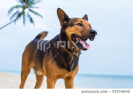 A happy dog on the beach. 50559648