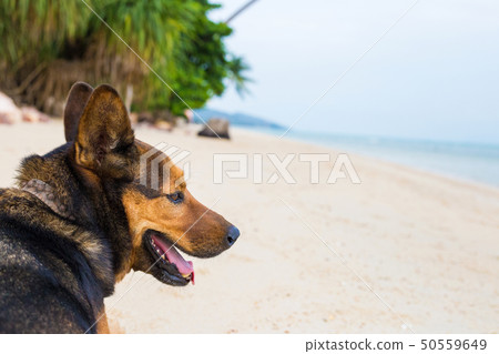 A happy dog on the beach. 50559649