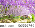 花 50559769
