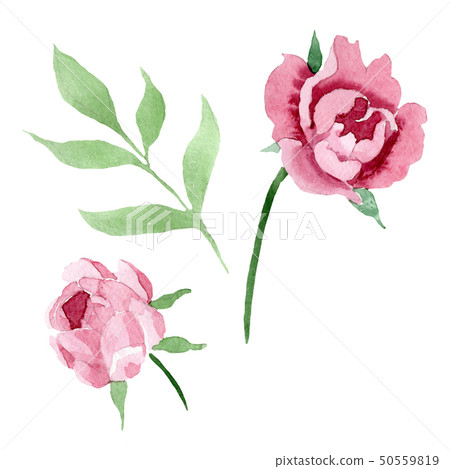 Dark red peony floral botanical flowers. Watercolor background illustration set. Isolated peony 50559819
