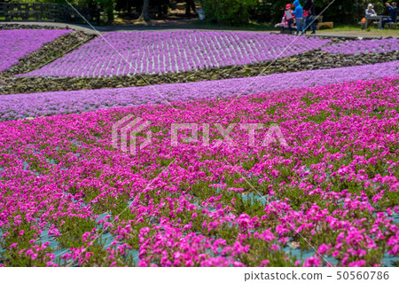 Shiba-sakuraen flower carpet in Mita City Shiba-sakuraen flower carpet in Mita City 50560786