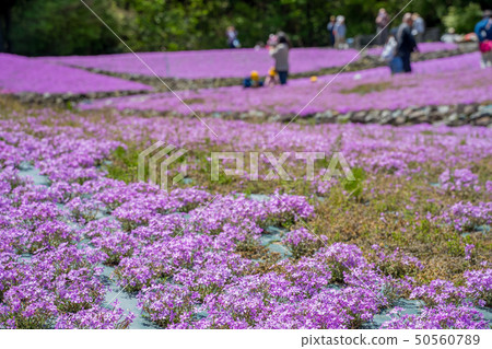 Shiba-sakuraen flower carpet in Mita City 50560789