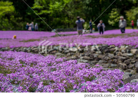 在三田市的Shiba-sakuraen花地毯 50560790