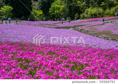 在三田市的Shiba-sakuraen花地毯 50560791