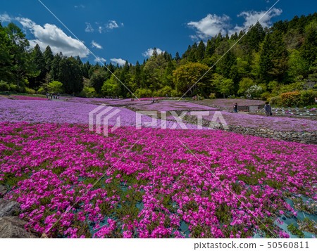 在三田市的Shiba-sakuraen花地毯 在三田市的Shiba-sakuraen花地毯 50560811