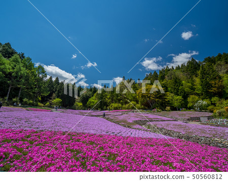 在三田市的shiba Sakuraen花地毯 照片素材 圖片 圖庫