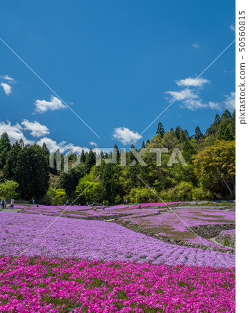 Shiba-sakuraen flower carpet in Mita City Shiba-sakuraen flower carpet in Mita City 50560815