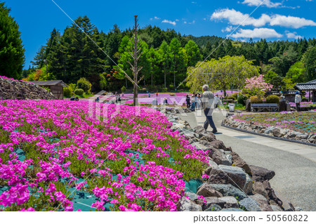 Shiba-sakuraen flower carpet in Mita City Shiba-sakuraen flower carpet in Mita City 50560822