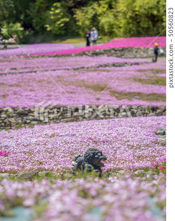 Shiba-sakuraen flower carpet in Mita City Shiba-sakuraen flower carpet in Mita City 50560823