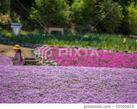 Shiba-sakuraen flower carpet in Mita City 50560828