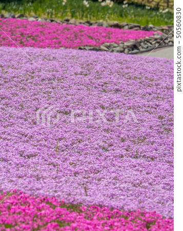 Shiba-sakuraen flower carpet in Mita City 50560830