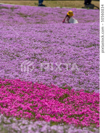 Shiba-sakuraen flower carpet in Mita City 50560834