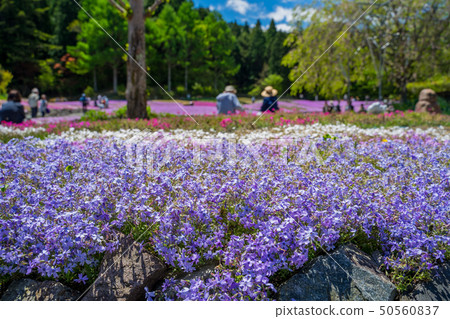 Shiba-sakuraen flower carpet in Mita City 50560837