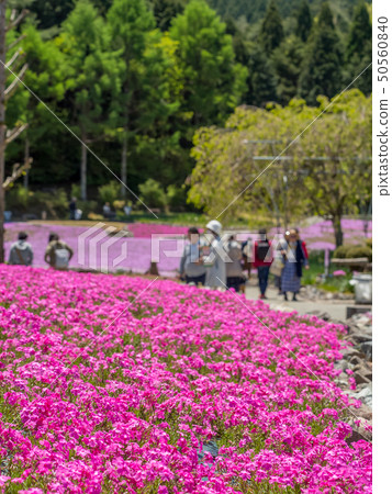 Shiba-sakuraen flower carpet in Mita City 50560840