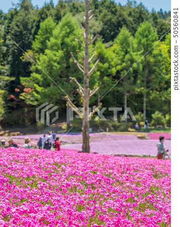 Shiba-sakuraen flower carpet in Mita City 50560841