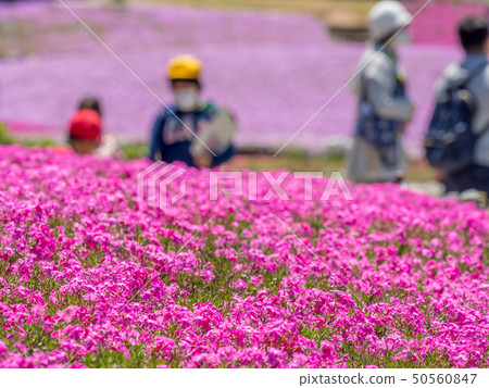 在三田市的Shiba-sakuraen花地毯 50560847