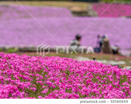 在三田市的Shiba-sakuraen花地毯 50560849