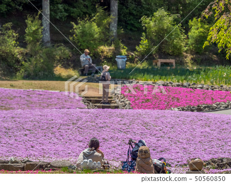 在三田市的Shiba-sakuraen花地毯 在三田市的Shiba-sakuraen花地毯 50560850