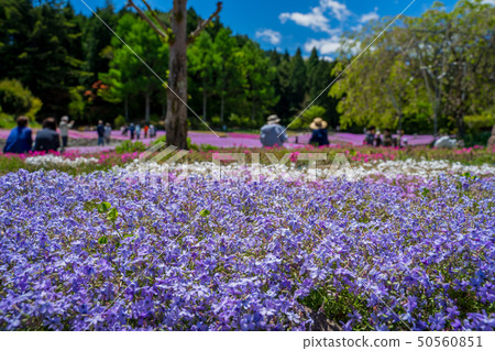 在三田市的Shiba-sakuraen花地毯 在三田市的Shiba-sakuraen花地毯 50560851