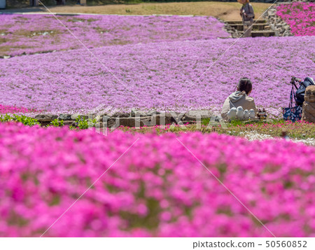 Shiba-sakuraen flower carpet in Mita City 50560852
