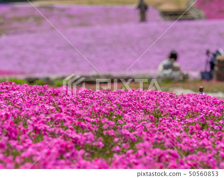 在三田市的Shiba-sakuraen花地毯 50560853