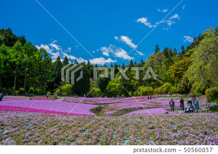 Shiba-sakuraen flower carpet in Mita City 50560857