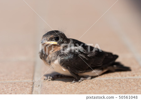 Swallow child who fell on the ground Swallow child who fell on the ground 50561048