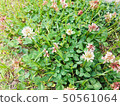 白三葉草 50561064