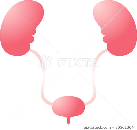 Kidney bladder organ human health care cute illustration Kidney bladder organ human health care cute illustration 50561304
