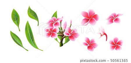 Tropical vector pink plumeria flowers, branches and leaves set for floral card Tropical vector pink plumeria flowers, branches and leaves set for floral card 50561385