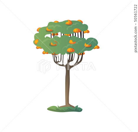 Many mango fruits on the tree. Vector illustration on white background. Many mango fruits on the tree. Vector illustration on white background. 50561722