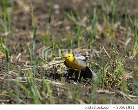 Affiliation 50561931