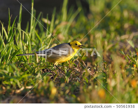 Affiliation 50561938