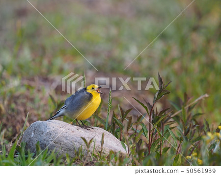 Affiliation 50561939