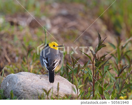 Affiliation 50561940